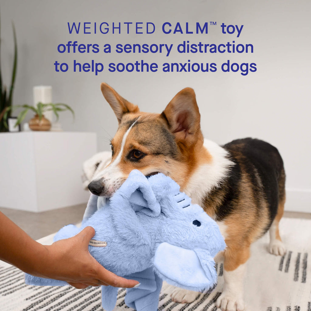 Weighted Calming Toy Y8